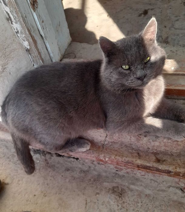 Zotdor uy mushugi srochna sotiladi