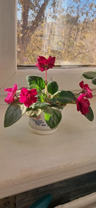 Фиалки сортовые разные