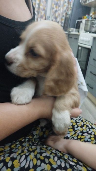 Спаниель спанел продам