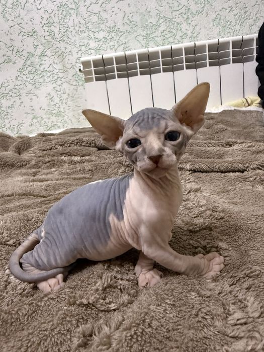 Продаются котята Сфинкс