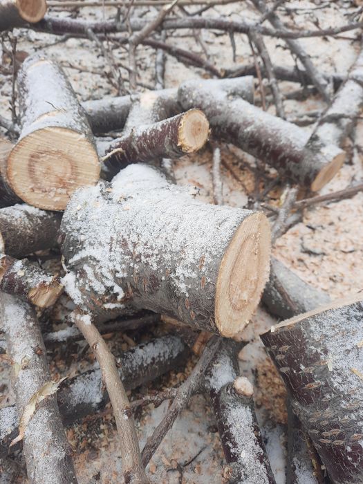 Карагач, вишня, слива