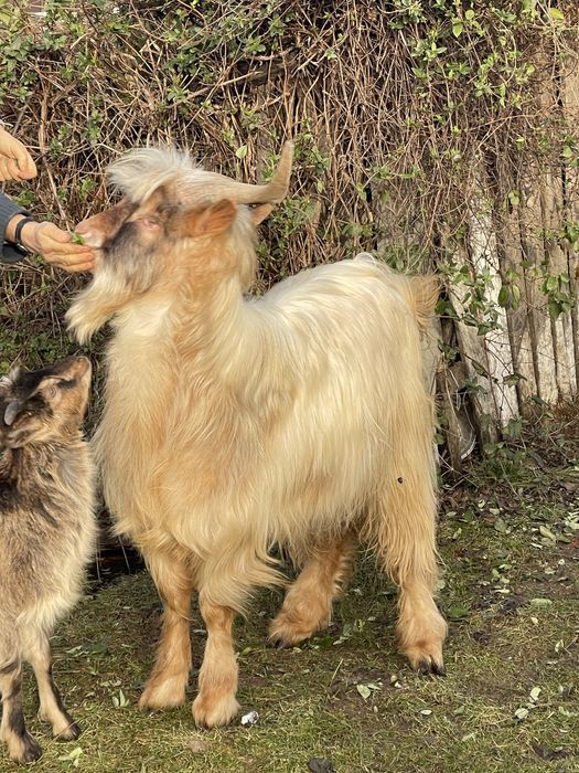 Vând țap rasă autohtonă