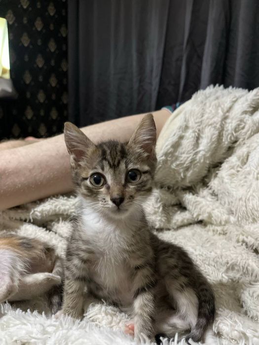 Отдам котенка