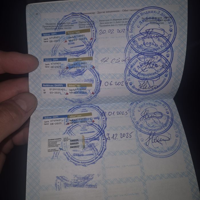 Чистокровный алабай