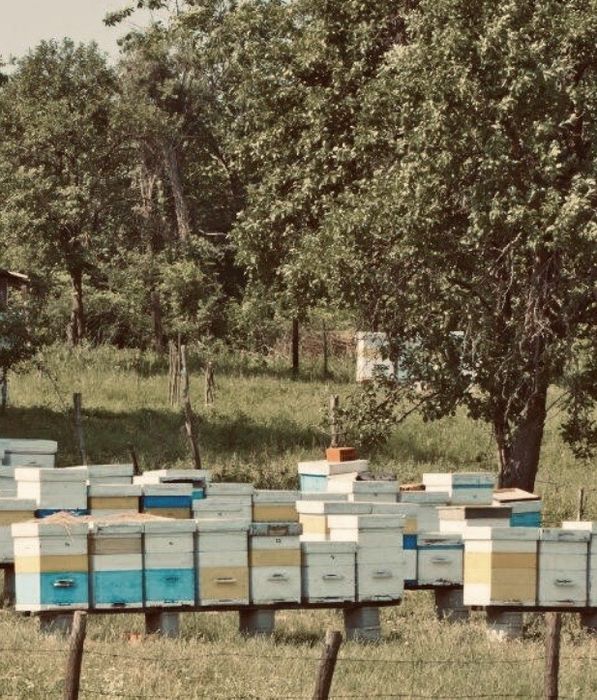 Stupi cu famili de albine