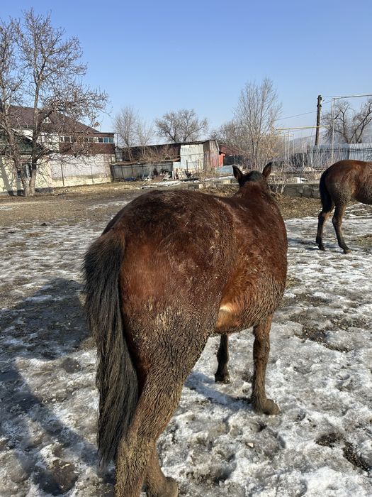 Ұреашы тай жеребчик байтал