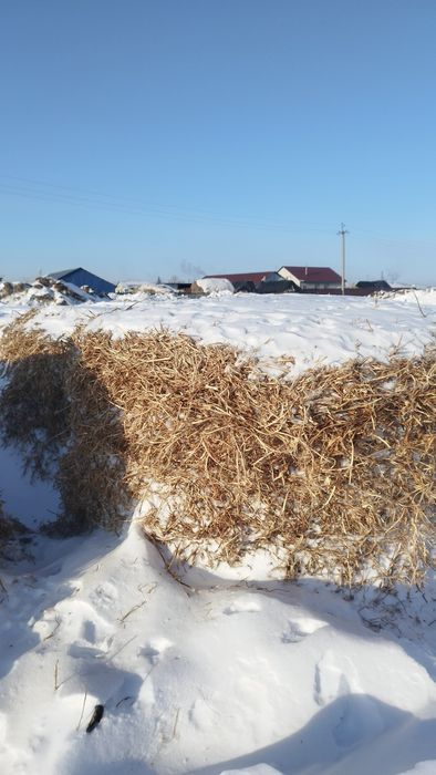 Продам гороховую солому