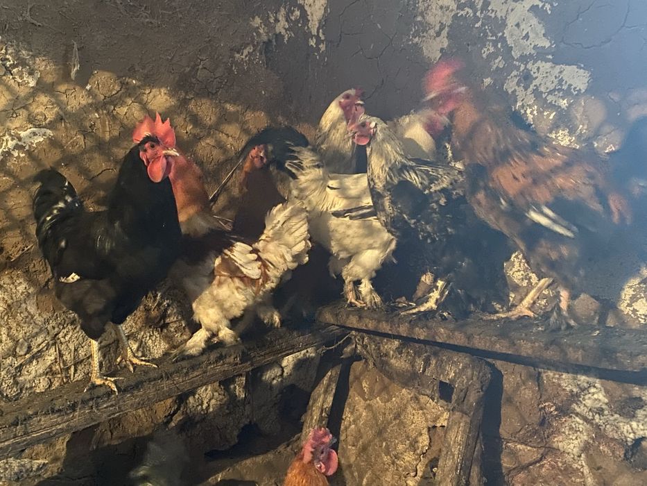 Петухи —-молодые