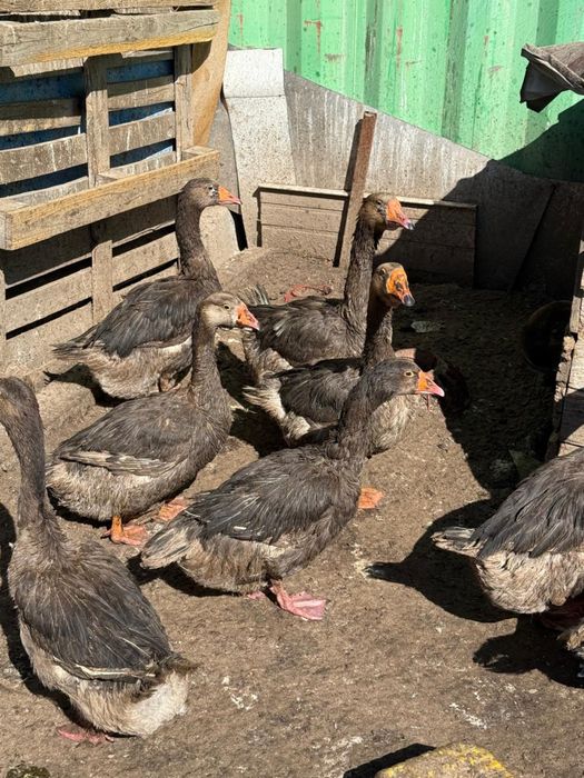 Продам гусей жирные