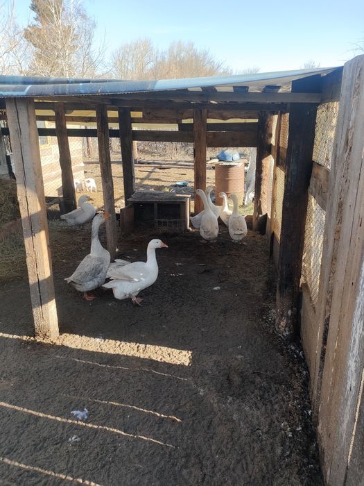 Продам гусей  Линда