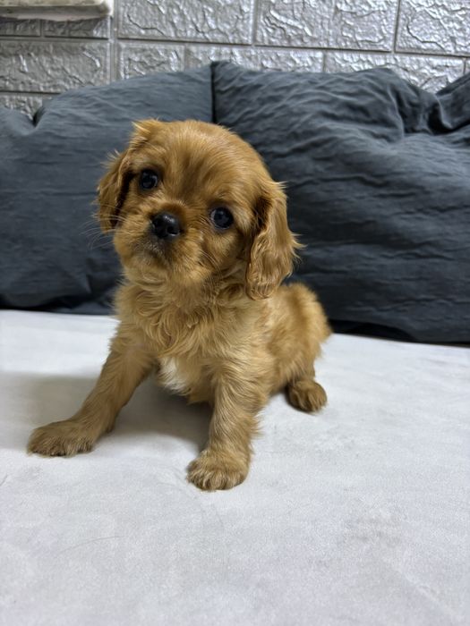 Продаються щенки Кавалер кинг чарльз спаниель