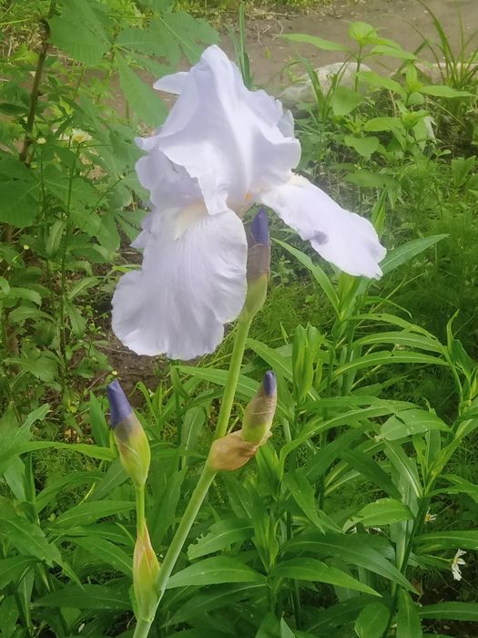 Хоста , очиток , флоксы, ирисы .