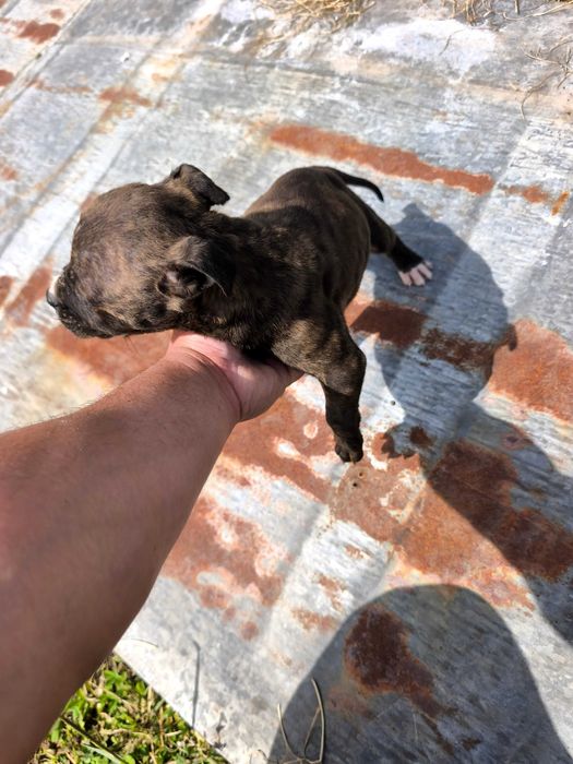 Питбулчета.