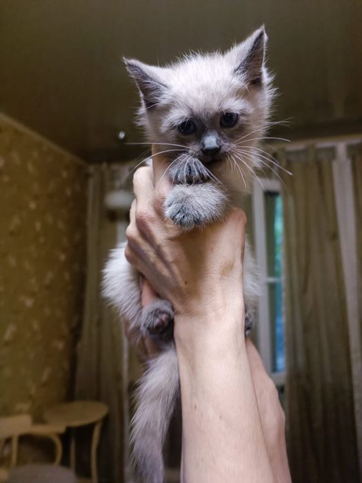 Девочка с характером ищет понимание!