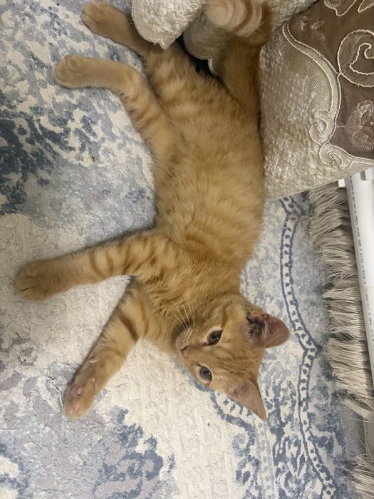 Отдам котенка в добрые руки