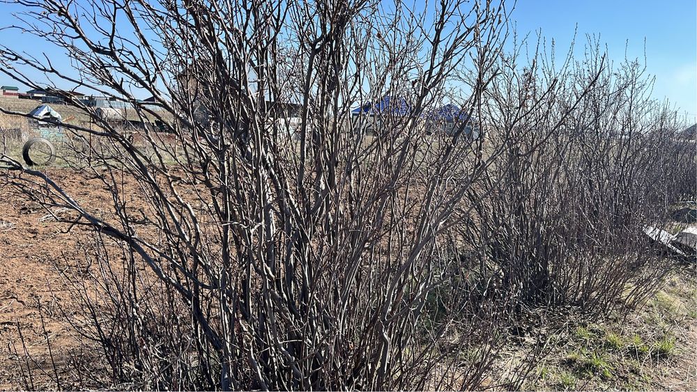 Дачный участок.