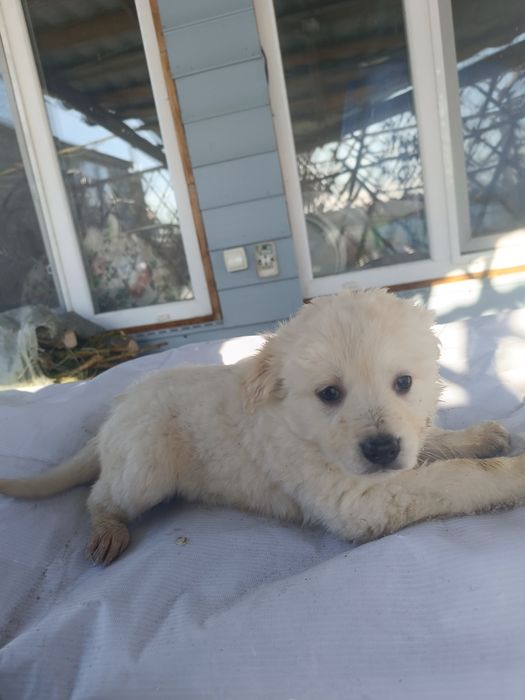 Отдаются щенки последние  2 девочки