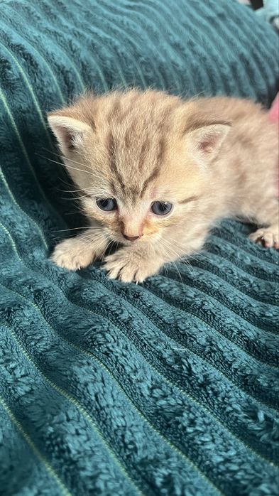 Котята британцы девочки