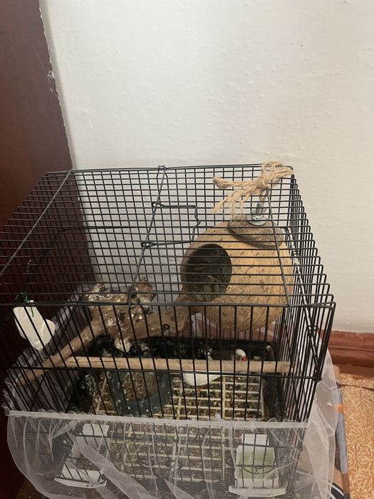 Продам амадин с клеткой