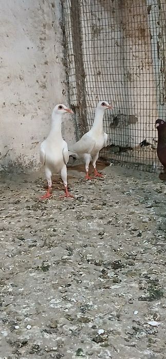 Каптарлар сотилади
