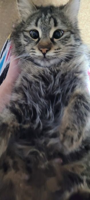 Кошка норвежская лесная кошка