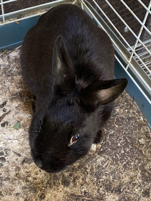 карликовые кролики