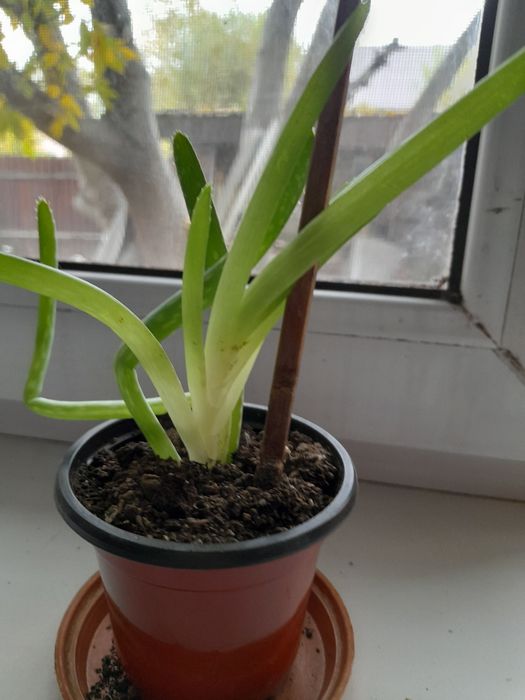 Продам алоэ вера