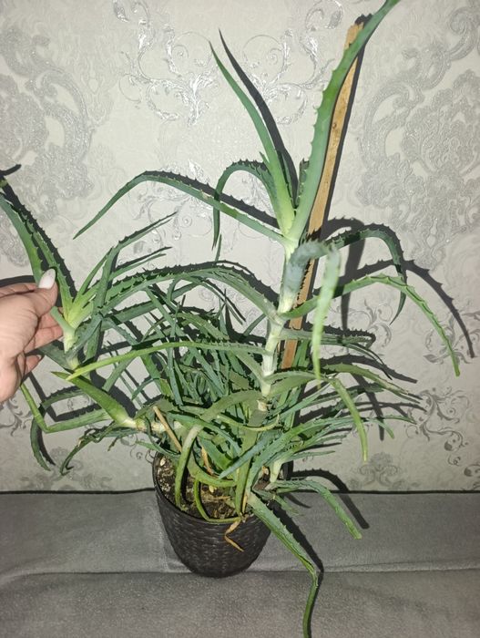 Продам алое трехлетний