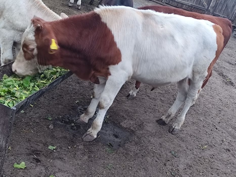 Продаётся теленок