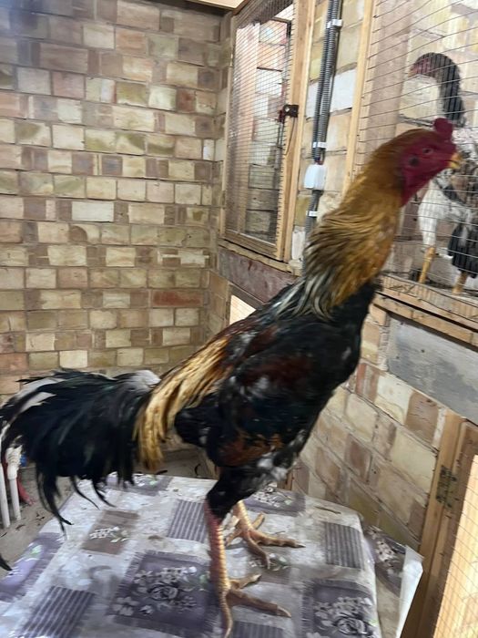 Dakan xoroz sotiladi