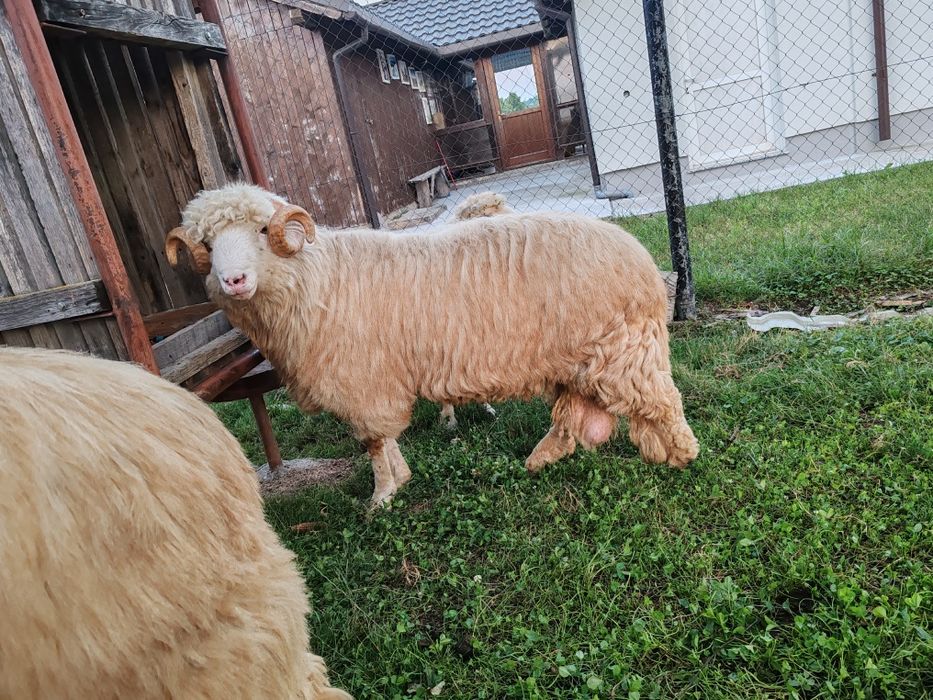 Vînd berbec băl frumos