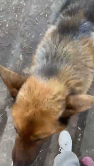 Найден пес. Ищем владельца!