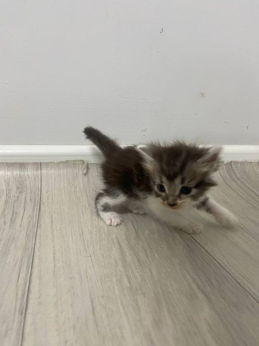 Семь энергичных котят