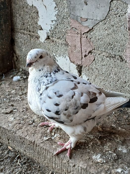 Porumbei gălățeni