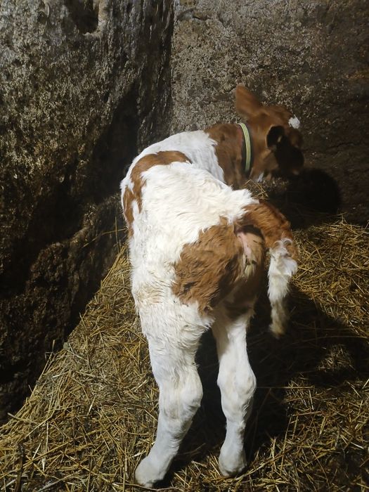 Vând vițea balțată