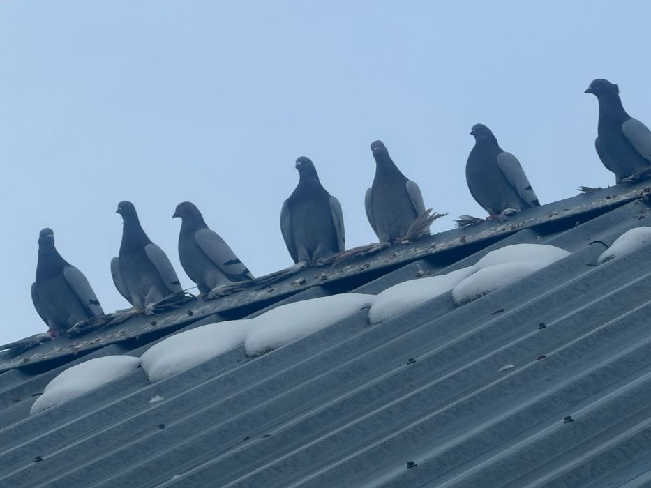 Сизые, сизые, сизые