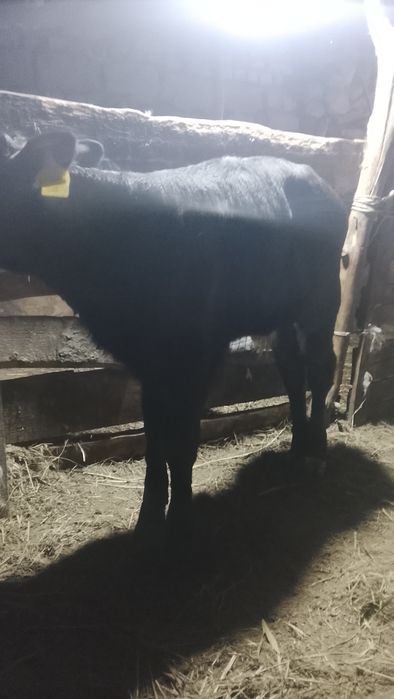 Бузаулар сатылады