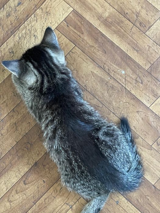 Кошечка мышеловка