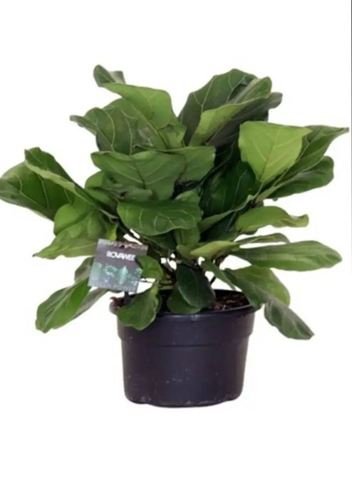 Цветя --Фикус лирата бамбино