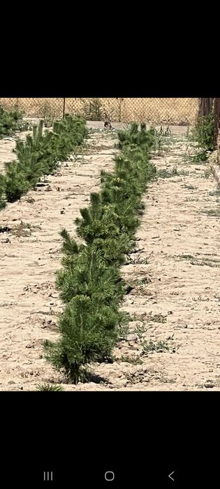 Продам сосны оптом и в розницу