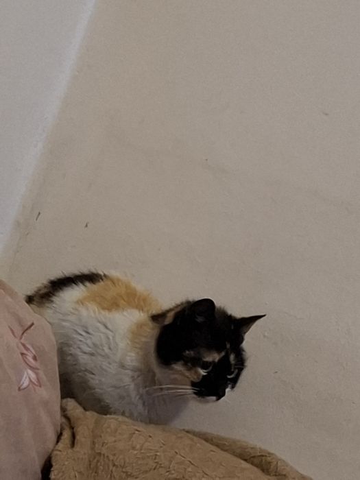 Donez adopție pisica 4 luni