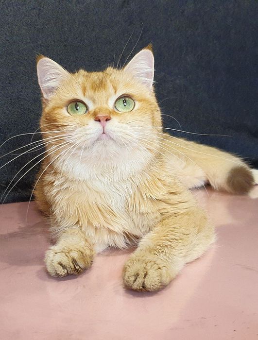 Британка девочка