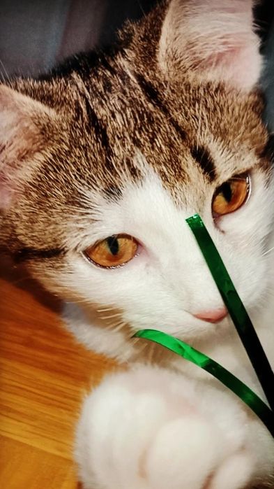 Котёнок Юла в добрые руки