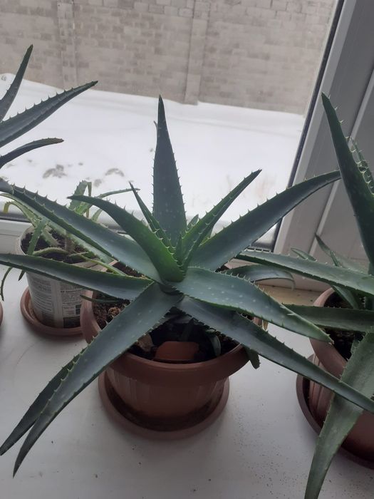 Комнатные растения