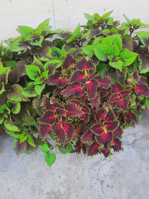 Продам колеусы срезами.