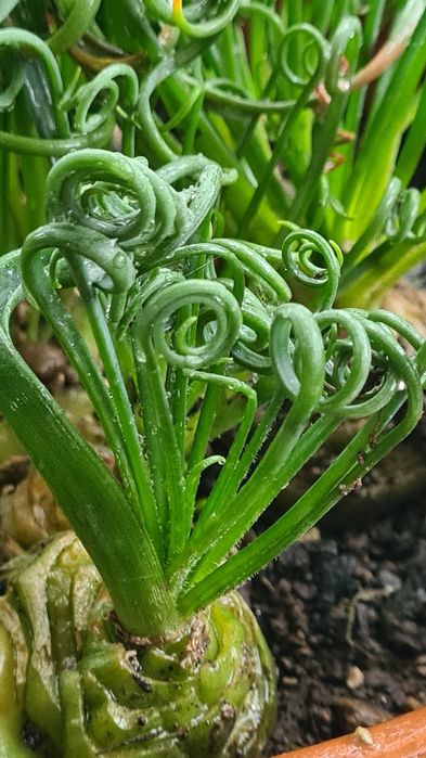 Albuca Spiralis Альбука растение домашнее, цветы комнатные