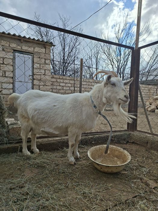Занен сүтті парода ешкілер сатылады