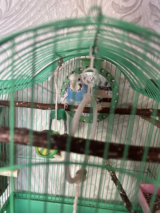 Попугай с клеткой
