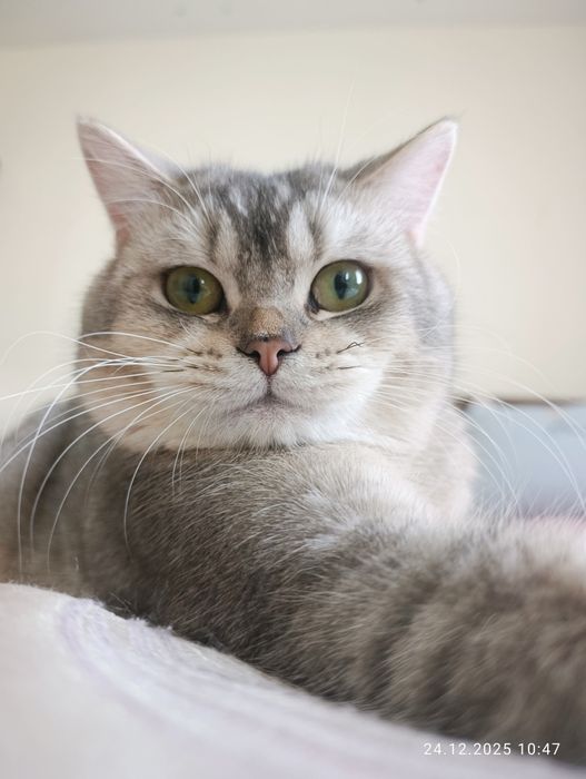 Vyazkaga ( juftlash uchun) zotli mushuklar