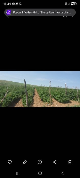 Малина кӯчатлар,Саженцы малины